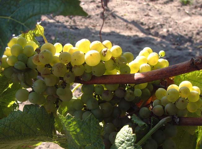 Plik:276 Pinot Blanc - grona Grzegorz Nowakowski.jpg