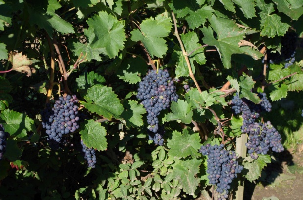 Plik:05092021Negru de Dragasani.jpg