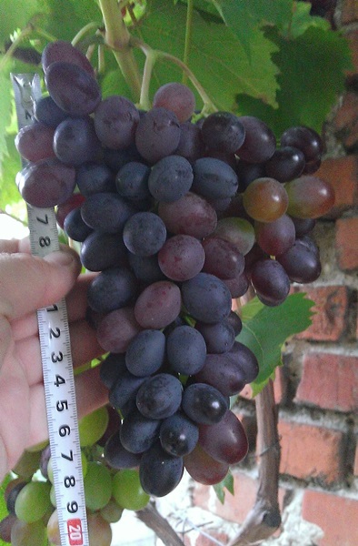 Plik:Century 2016.08.23.jpg