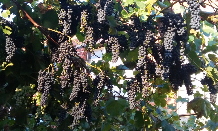 Plik:Hybryda Karpicka.jpg