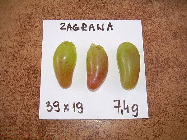 Plik:Zagrawa 29.09.2012r.jpg