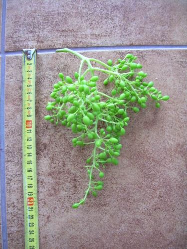 Plik:Aloszenkin grono2.jpg