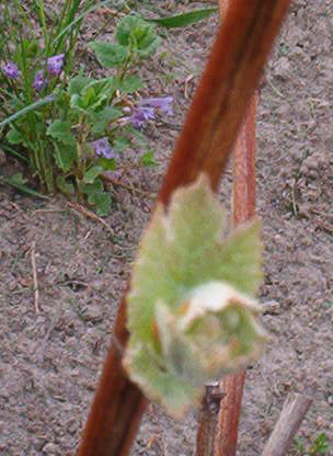 Plik:72 Steuben STEUBEN - pak J.Czapski.jpg