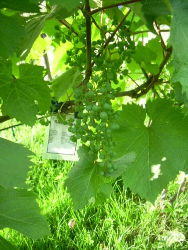 Plik:Iliczewskij R3.jpg