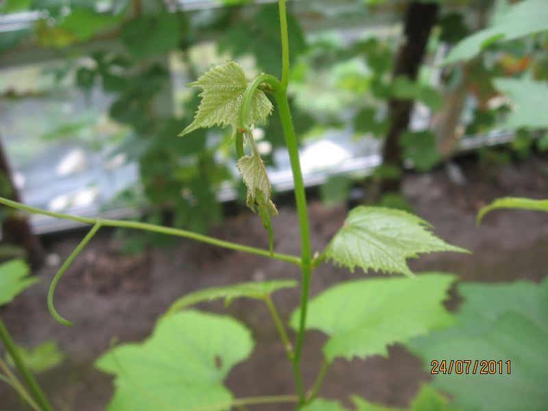 Plik:20110724 IMG 8852 hasan k r800.jpg