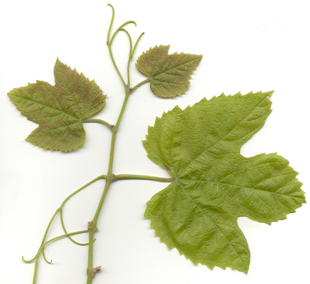 Plik:12 Alden Mlody ped. G. Sapijaszko.jpg