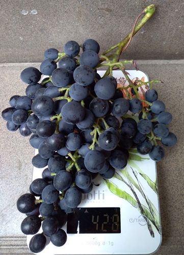 Plik:Grono Galante 2019.09.07.jpg