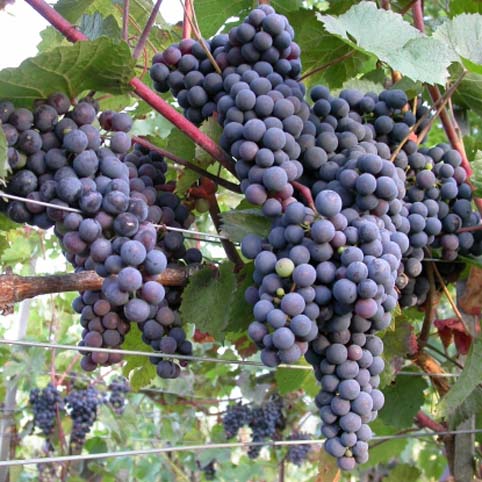 Plik:322 Wiszniewyj Rannij Wiszniewyj - grona Pawel Zdanowski.jpg