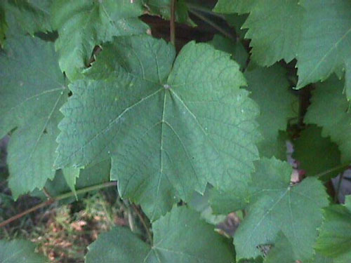 Plik:45 Swenson Red SWENSON RED - liscie J.Czapski.jpg