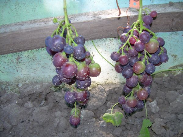 Plik:Czekoladowa 23.07.12 .jpg