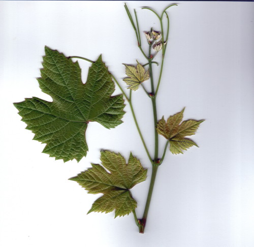 Plik:Schuyler koronka.jpg