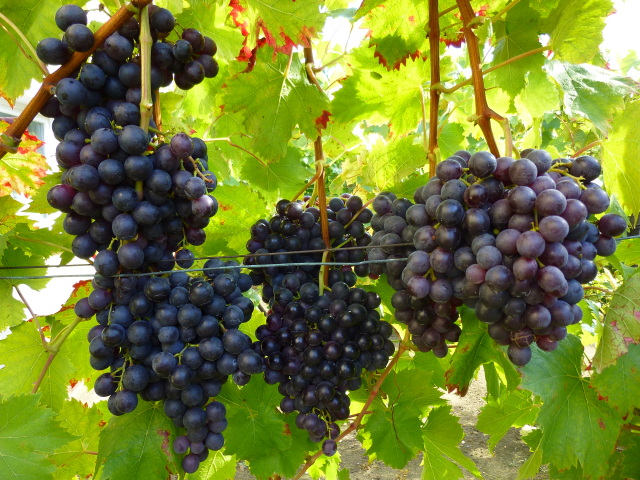 Plik:Ran hamburski2 gronkowiec.jpg