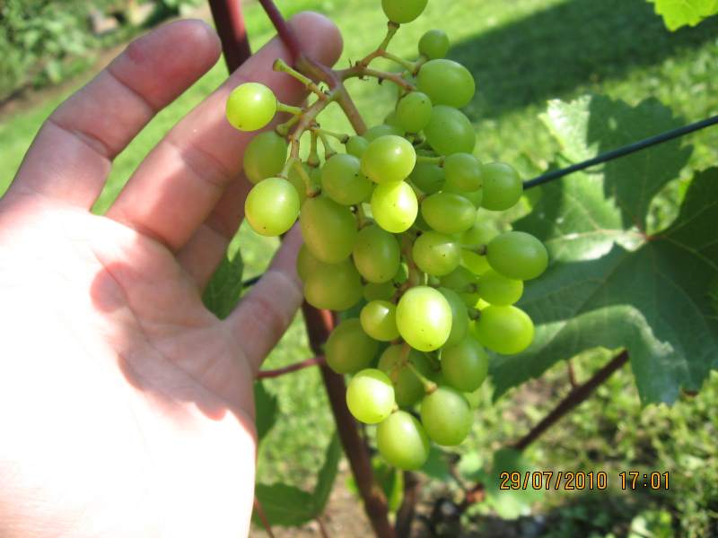 Plik:Szachtior grono 29lipca space99.jpg