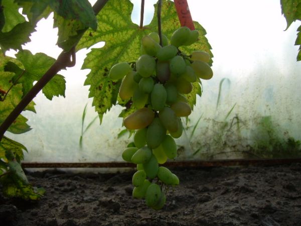 Plik:Cyca 06.08.2012.jpg