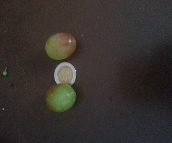 Plik:20160903 181423-600x500.jpg