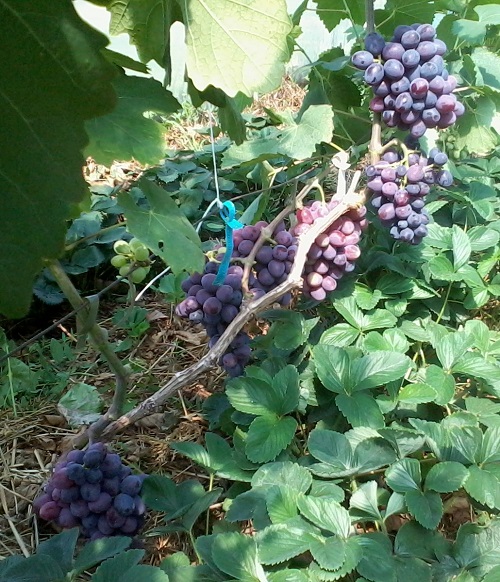 Plik:15. Podarok Nieswietaja.jpg