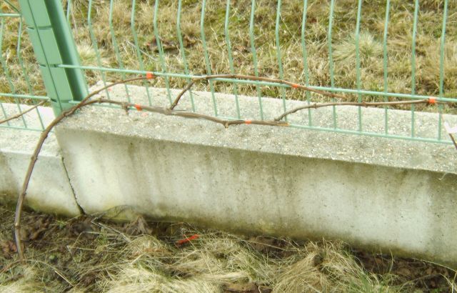 Plik:21 Royat efekt.jpg