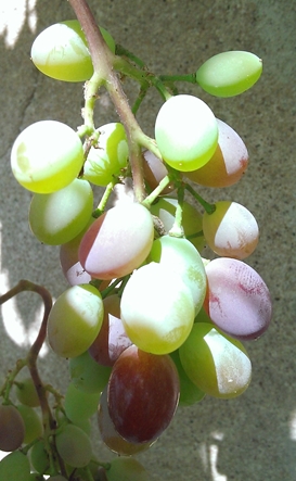 Plik:Century 6.08.15.jpg