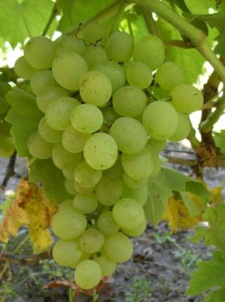 Apollon grono, Foto: alkor