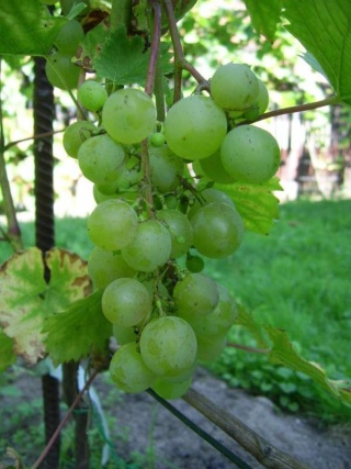 grono. fot. dziadek2