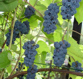 Summersweet, Foto: GrapesEater