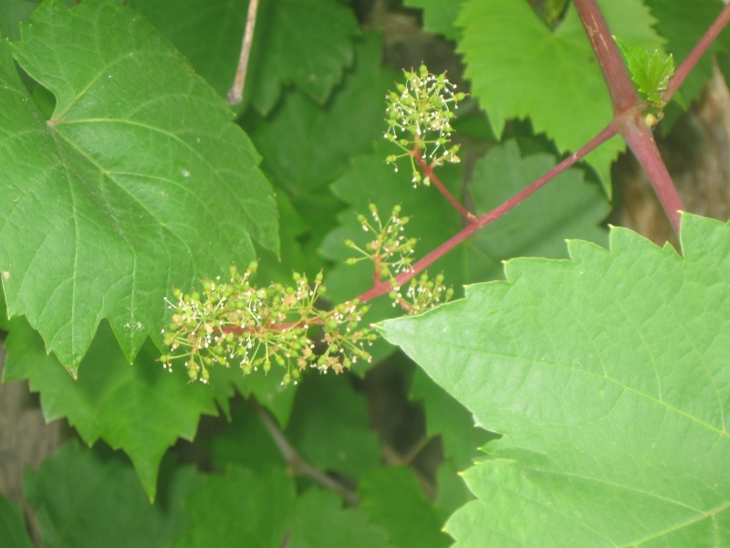 Plik:Chancellor kw.JPG