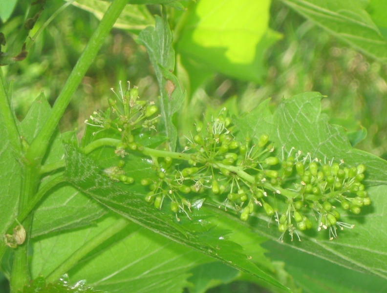 Plik:Gałachad 08062024.JPG