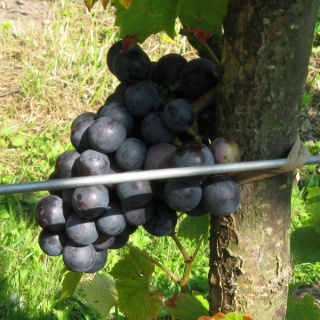 Grono - Garanoir; Foto: ZbyszekB