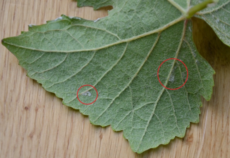 Plik:Pinot Wrotham Mączniak Rzekomy B 1200.JPG