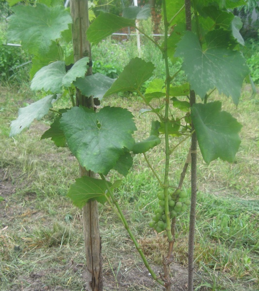 Plik:09082023 Chardonel.JPG