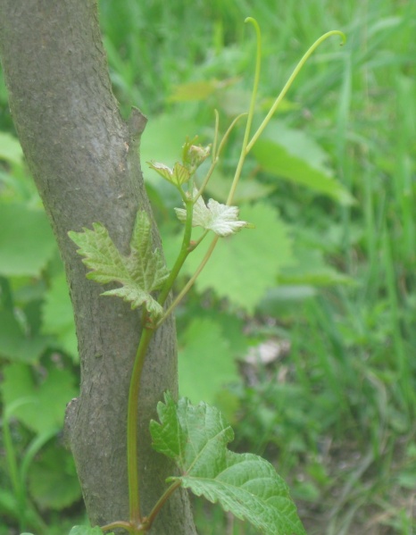 Plik:24072023 Pamerzs.JPG