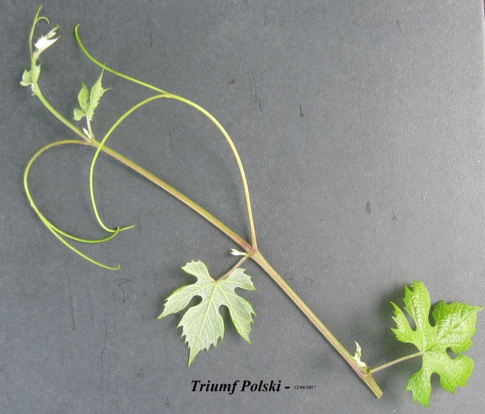 Plik:12062017 Triumf-k.JPG