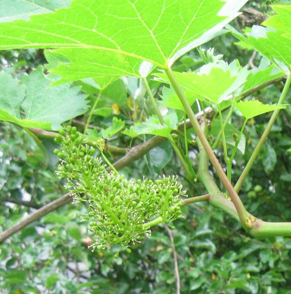 Plik:29062020 Nero.JPG