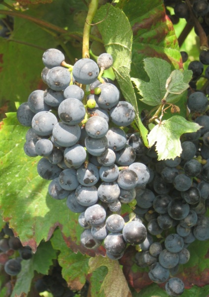 Plik:24082018 roesler.jpg