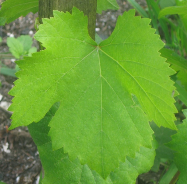 Plik:25072023 PR L.JPG