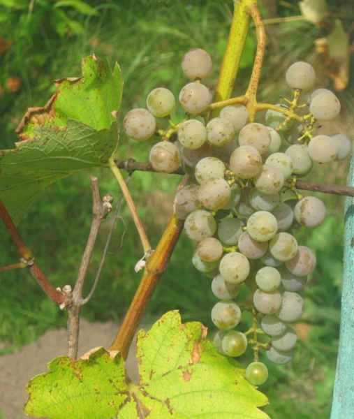 Plik:Sauvig Gris 18082024.JPG