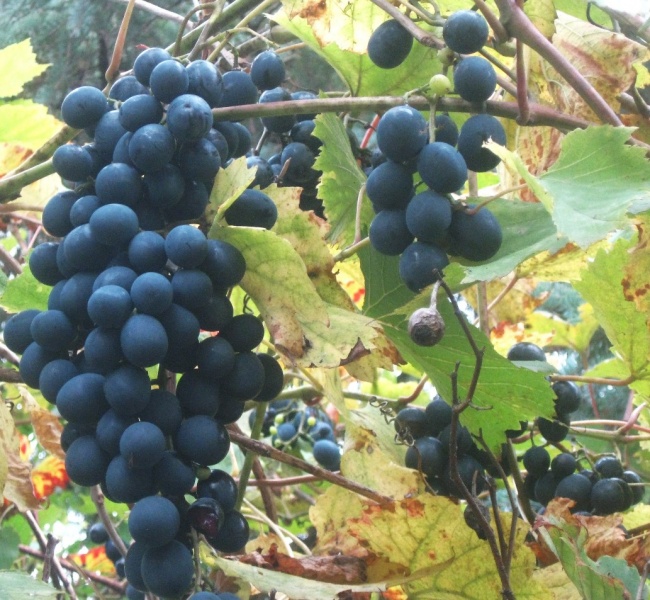 Plik:Szacht 26102022.JPG