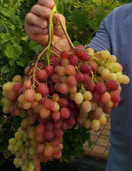 Plik:20180726 Wieles-grono.jpg