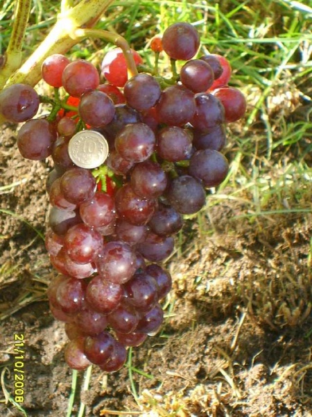 Plik:Gurzufsky r 1 foto Wacek.jpg