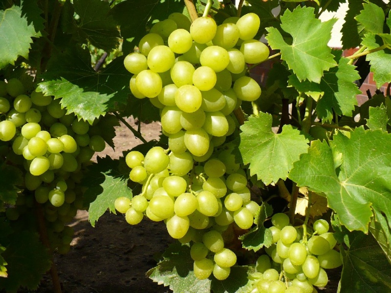 Plik:Arkadia foto gronkowiec.jpg