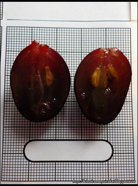 Plik:Garmonia jagoda2-1-.JPG
