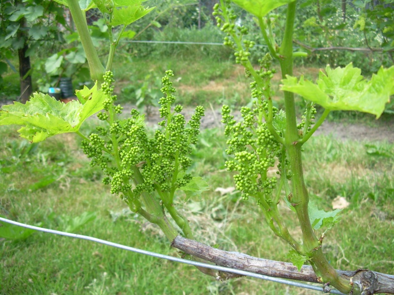 Plik:Arkadia kwiatostany.JPG