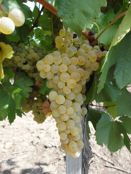 Plik:Furmint 1.JPG
