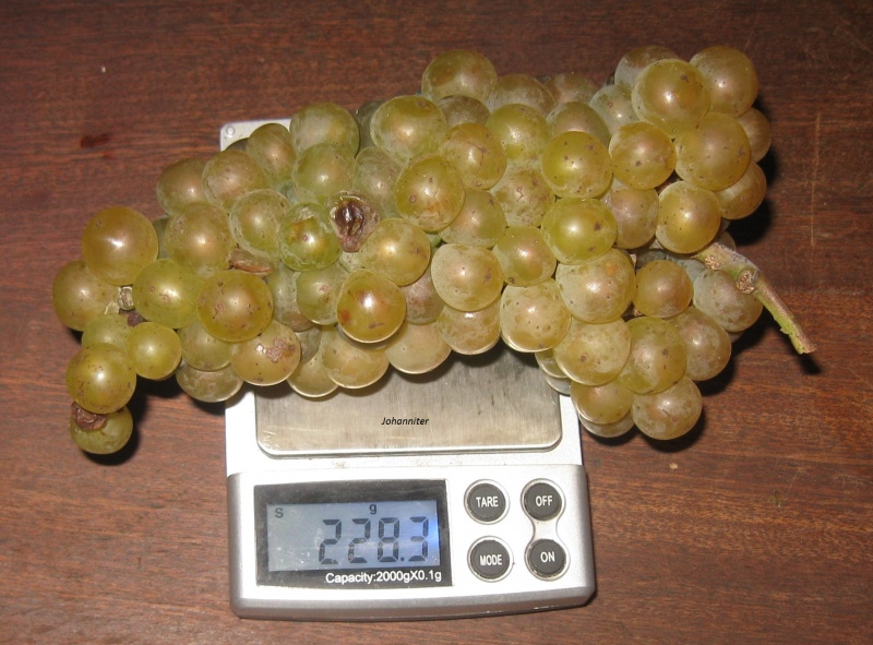 Plik:01102016 Johan1.JPG