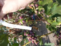 Krasotka 29.08.2015 Fot.Jarekszulc1991ca