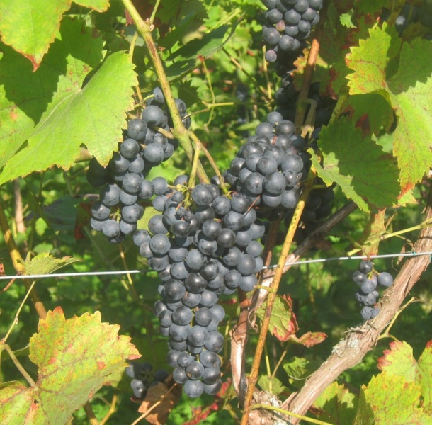 Plik:Sirame 28082024.JPG