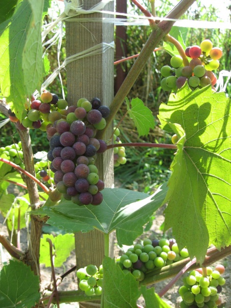 Plik:IMG 1978smalLeon.JPG