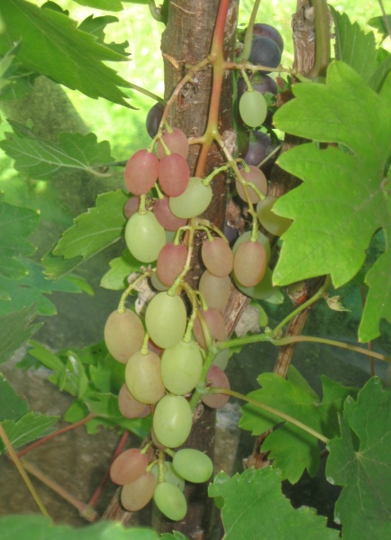 Plik:Rumba 05082022.JPG