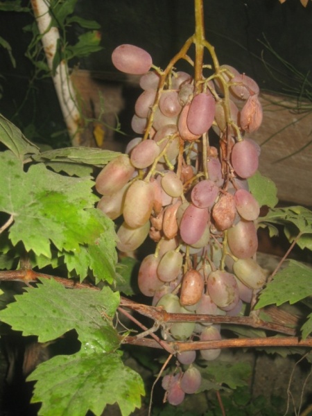 Plik:Prieobr 19082024.JPG