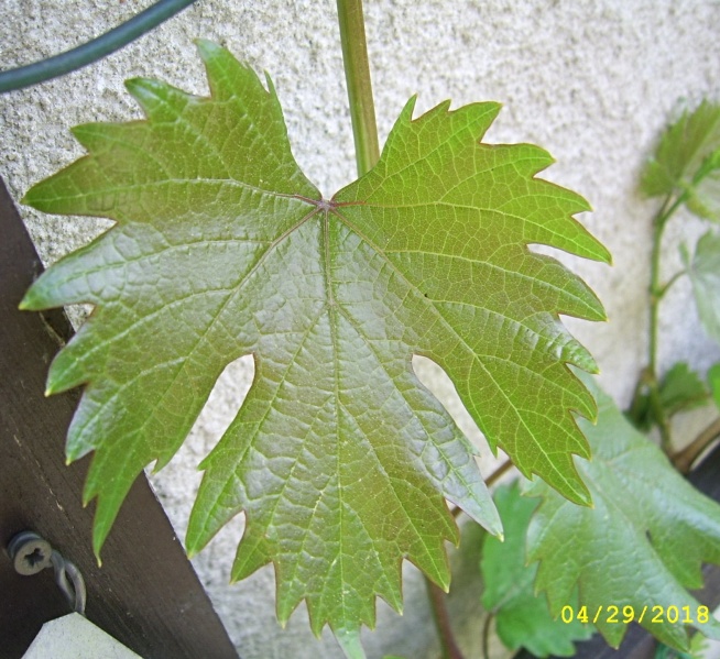 Plik:Atlant Zaporoski - liść.jpg